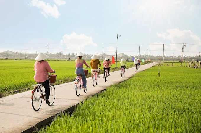 đạp xe qua cánh đồng lúa tại Hội An